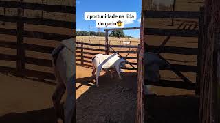 pegando bezerro na mão nelore gado vaca [upl. by Niliak440]