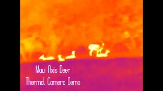 Maui Axis Deer  Thermal Camera Demo [upl. by Cyrillus]