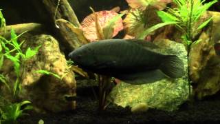 Snakeskin Gourami with Syno Eupters [upl. by Nwahsd122]