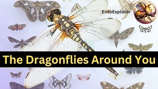 Introduction to Insect Taxonomy and Insect Identification  Part 15  Families of Anisoptera [upl. by Elayor]