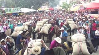 ARRIEROS DE CAJAMARCA TOLIMA [upl. by Melloney953]