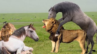 Look What Happened What Do Wild Horses Do To Rescue Their Mates From Lions [upl. by Tlok]