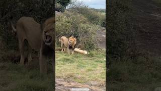 Roar of the King 🦁👑 LionPride WildlifeWednesday SafariAdventure [upl. by Oicaro]