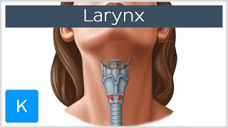 Larynx  Membranes ligaments and muscles  Human Anatomy  Kenhub [upl. by Dorine]