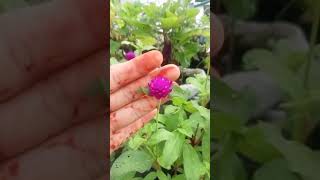 Makhamali Flower Globe Amaranathytshorts nature beautiful [upl. by Leonanie34]