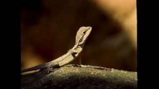 Baby Einstein Stock Footage  Long Nose Water Dragon [upl. by Ardnac]