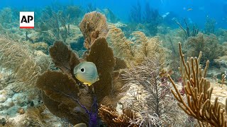 Rescue crews save Florida coral amid historic bleaching [upl. by Aedni]