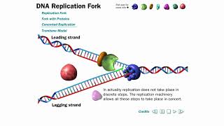 DNA Replication Animation without narration [upl. by Kahl248]