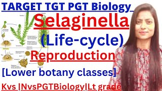 TGTPGT BiologySelaginella life cycleKvstgtpgtbiologyLt gradeGIC biologyCSIR life scienceBsc [upl. by Polivy]