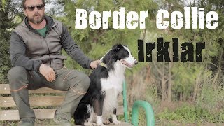 Köpek Irkları  Border Collie [upl. by Merriott263]