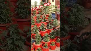 Green garden Plants ShortsYouTubeBrowse [upl. by Neenad]