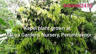 Kepel plant flowering in Kerala [upl. by Akenahc]