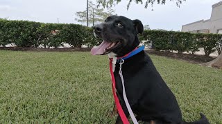 Roger the Homeless Dog  Engagement Session [upl. by Bierman]