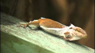 Molting Shedding Skin Carolina Anole or Green Anole Anolis carolinensis [upl. by Elison]