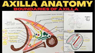 Axilla Anatomy 12  Boundaries of Axilla  Upper Limb Anatomy [upl. by Aridni94]