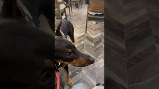 Doberman’ı kandırdım 😱😂 dog doberman [upl. by Pedaiah]