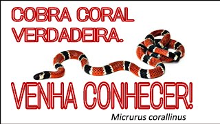 Cobra coral verdadeira Micrurus Corallinus [upl. by Maressa910]