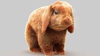 Adding Hair on Rabbit using Ornatrix  3ds max  VRay  Real Time [upl. by Leissam]