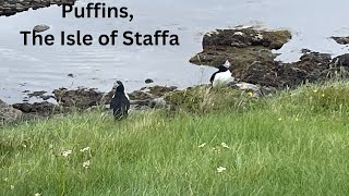 Puffins Isle of Staffa Scotland [upl. by Gnouc742]