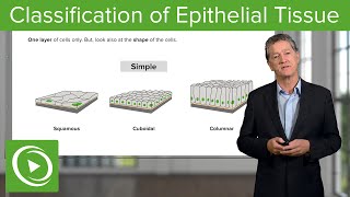 Classification of Epithelial Tissue – Histology  Lecturio [upl. by Annaihs]