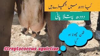 Yes We Treat Mastitis  Flaky Mastitis in Cattle and Buffalo Streptococcus agalactia Mastitis [upl. by Suirrad228]