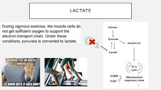 Lactate Metabolism [upl. by Durman614]