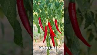 Tips for mirch plant😊✨️🪄shorts ytshort plants Blossomgirl [upl. by Devina]