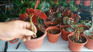 How to propagate begonias 3 easy method you gotta try it Jenis begonia amp 3 cara perbanyakkan [upl. by Dodi341]