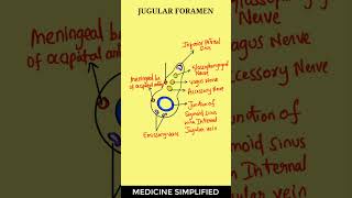 Structures Passing Through Jugular Foramen  Jugular Foramen Contents anatomy medicine [upl. by Roskes]