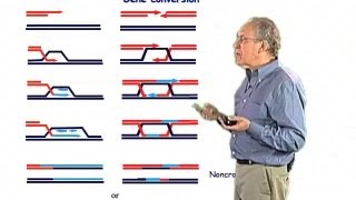 Gene conversion  Jim Haber Brandeis [upl. by Johm]