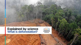 What is deforestation [upl. by Hermina]