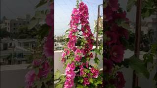 Hollyhock FlowerBest Winter FlowerHollyhock Plant CareHow To Care Hollyhock Plantহলিহক ফুল। [upl. by Ahsekel982]