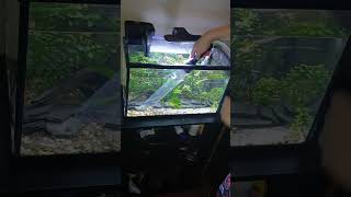 Water change SaturdayBETTA MAINTENANCE🐟 shorts fishkeeping aquarium bettafish [upl. by Weig]