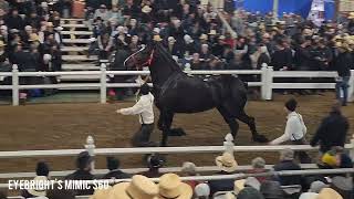 Trippcrest hitch mares sell at 2024 Gordyville Draft Horse Sale [upl. by Trevorr170]