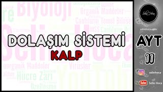 19 Dolaşım Sistemi  Kalp [upl. by Ayote263]