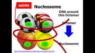 USMLE STEP 1 Biochemistry Nucleic Acid Structure and Organization Part 3 of 3 [upl. by Rafaela]