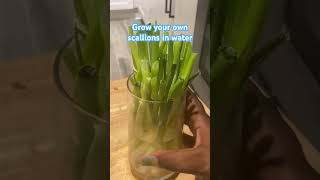 Growing your scallions in the fridge saves you money diy food fyp scallions gardening growth [upl. by Eceinahs]