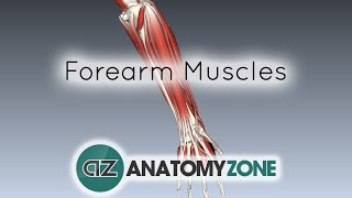 Forearm Muscles Part 1  Anterior Flexor Compartment  Anatomy Tutorial [upl. by Silvio]