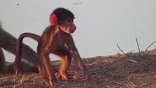 The new cute member of the chacma baboon troop is on our camera again today at Djuma Waterhole [upl. by Mettah]