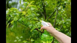 Como hacer un Insecticida Natural [upl. by Kernan]