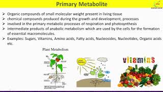 Primary and Secondary MetabolitesDifferences between Primary and Secondary Plant Metabolites [upl. by Genie]