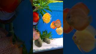 Unveiling the Secrets of Successful Discus Fish Keeping [upl. by Keifer]