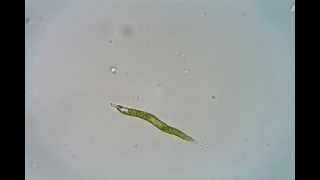 Lepocinclis acus Euglena acus [upl. by Delacourt]