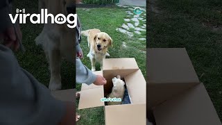 Golden Retriever Unboxes Brand New Bestie  ViralHog [upl. by Nilad]