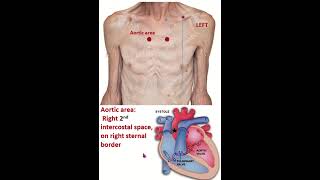 Surface anatomy of Aortic mitral pulmonary amp tricuspid area of heart shorts heart medzcool [upl. by Etessil]