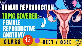 Human Reproduction  Class 12th  Biology cbse ncert neet [upl. by Sosanna]