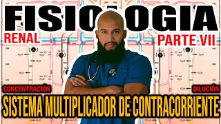 Fisiología RENAL Pt VII  SISTEMA MULTIPLICADOR DE CONTRACORRIENTE Concentración y Dilución [upl. by Brunhilda775]