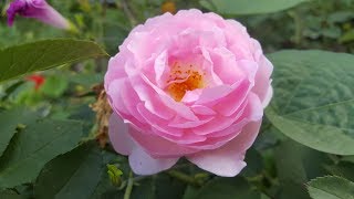 Scepterd Isle  David Austin 1996 English Rose Collection  rosa  rosier [upl. by Arabella]