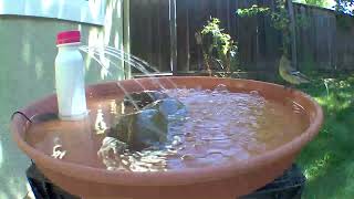 Lesser Goldfinches drinking out the yogurt bottle bird bath [upl. by Ahseret]