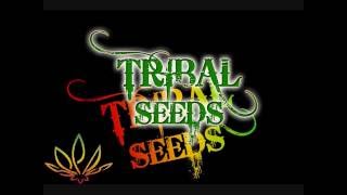 Tribal Seeds Beautiful Mysterious [upl. by Eldwin]